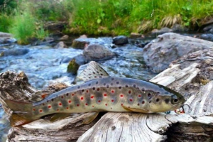 Sevan trout (ishhan)